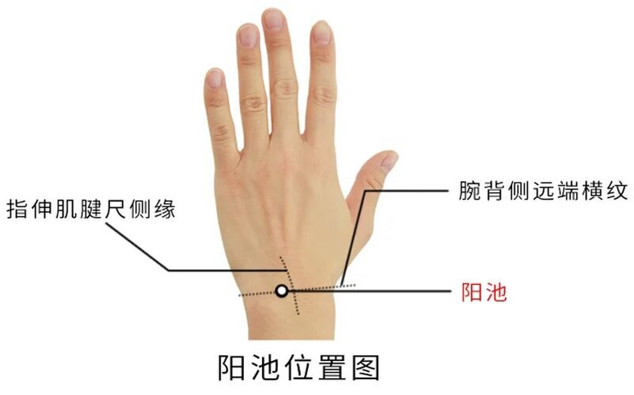 阳池准确位置图和作用图片