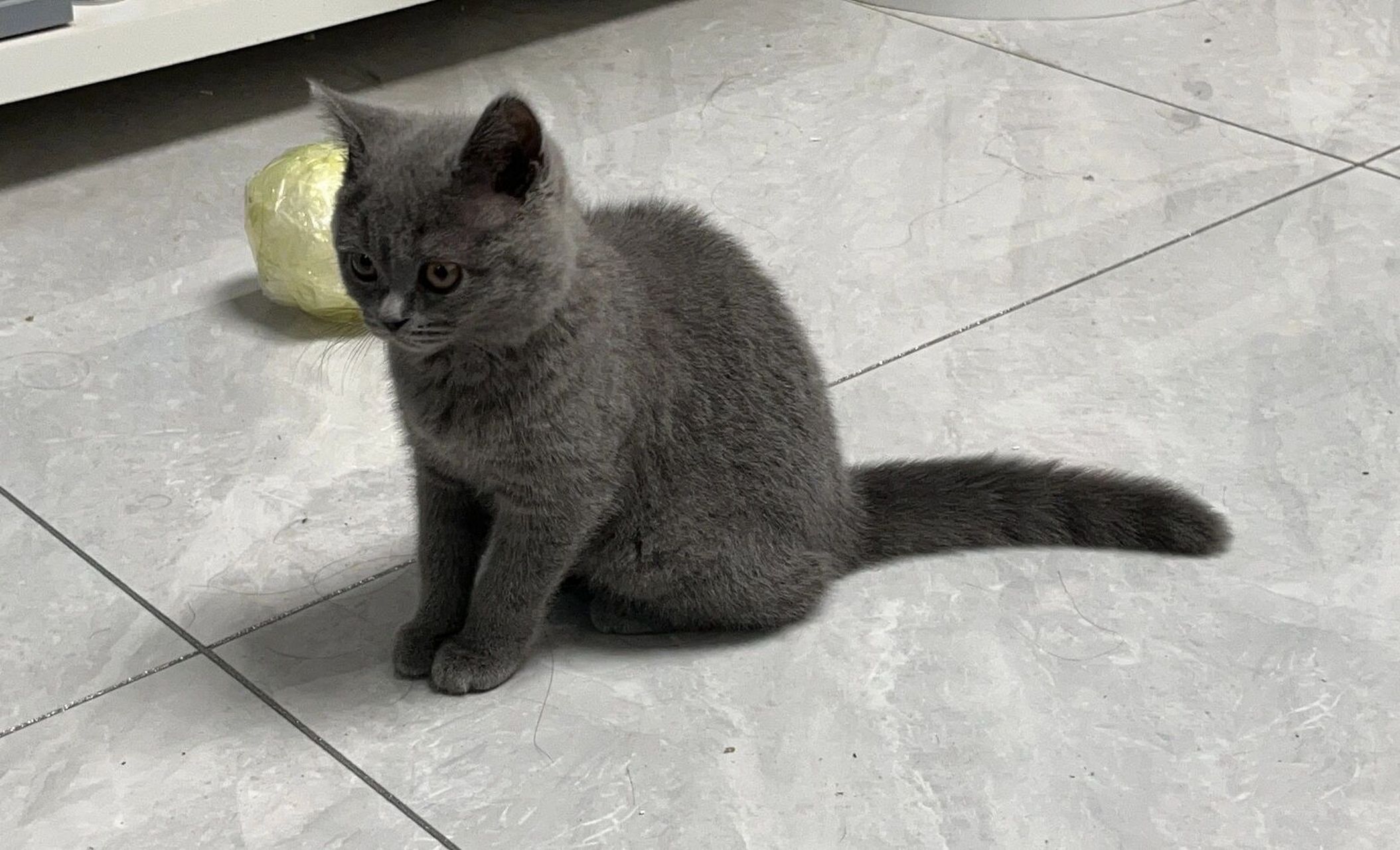 一只小蓝猫四个月的变化 我家蓝猫小时候长得可可爱爱,现在长得尖嘴猴
