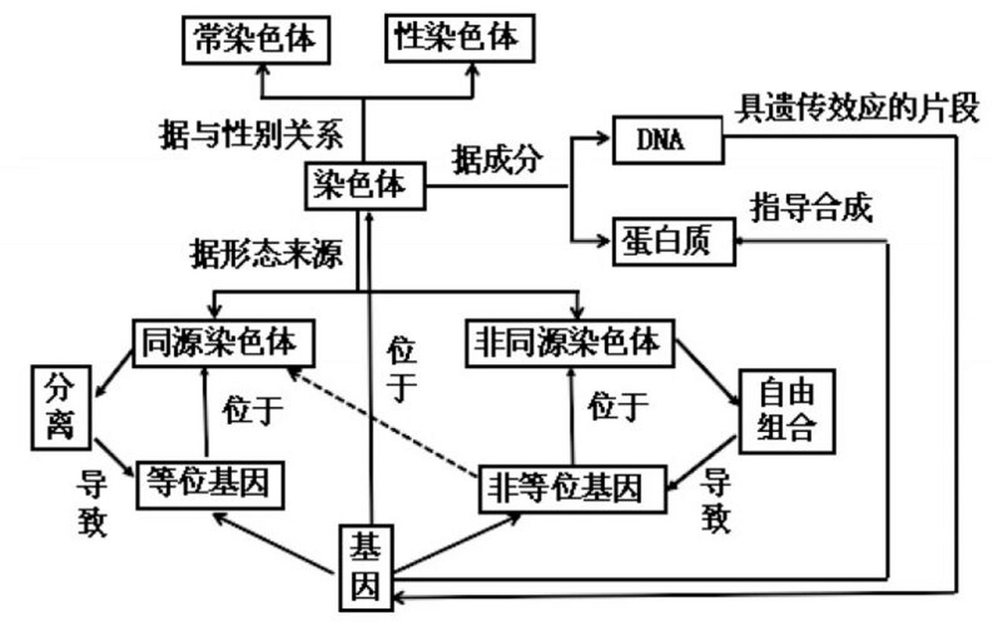 简单的遗传学基础介绍(二)~ 等位基因(allele):是指位于一对同源