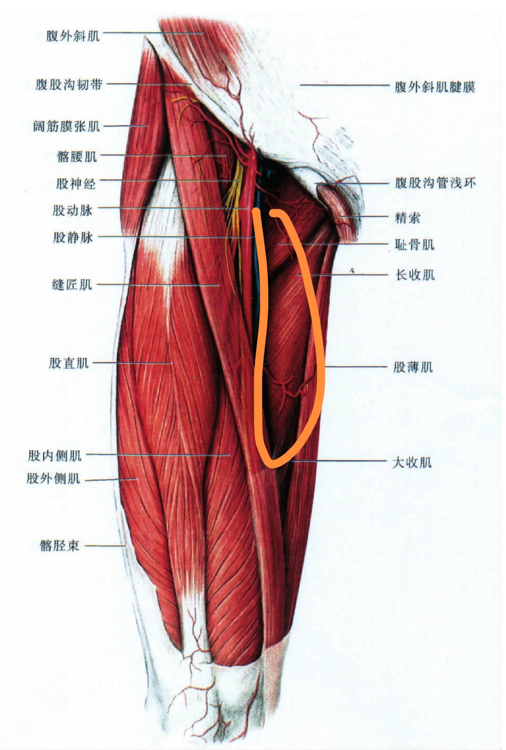 三天前突然一下左大腿内侧肌肉