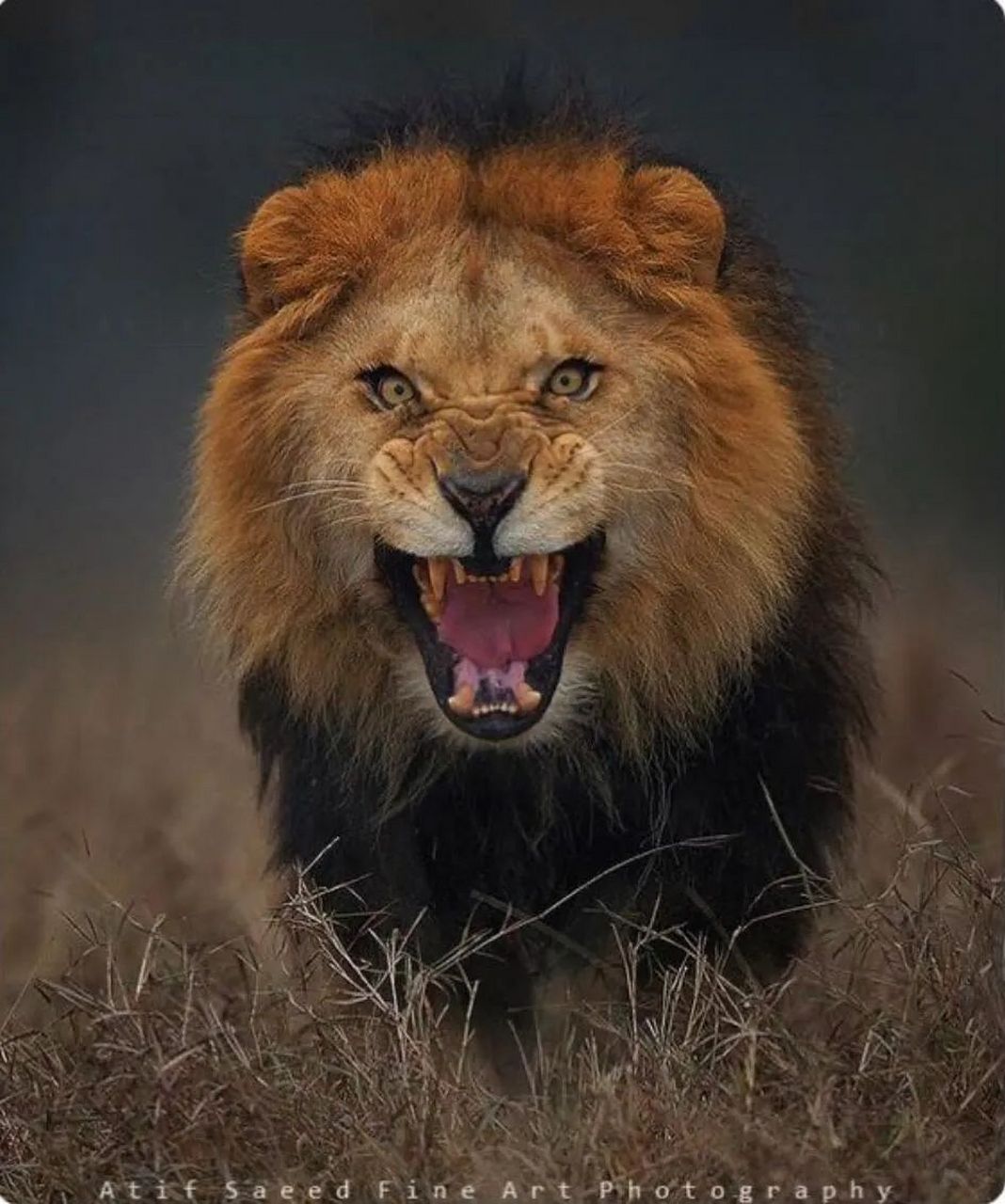 巴基斯坦摄影师拍下了狮子向自己奔来时的表情   .
