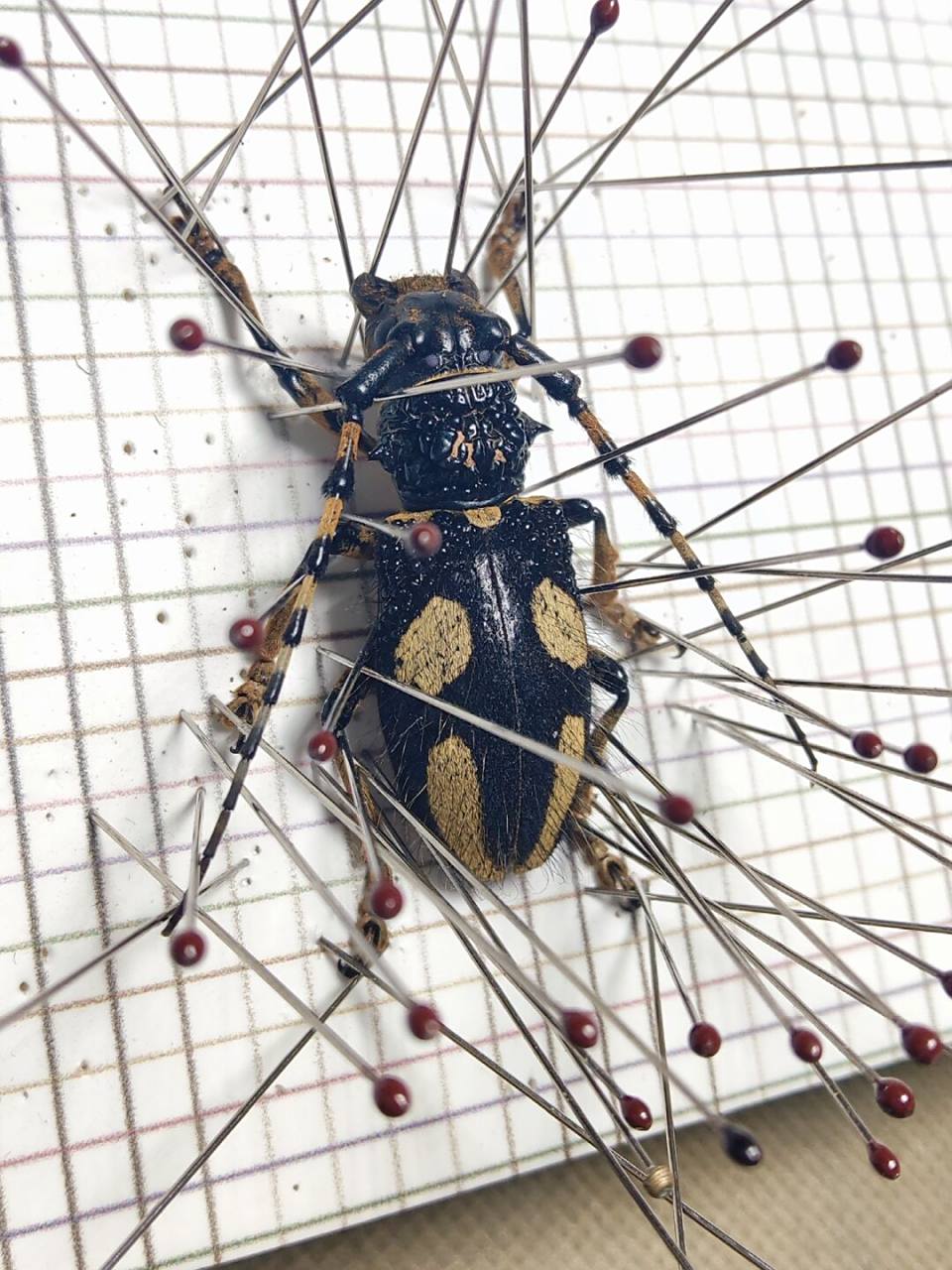 黄斑长毛天牛 面带黄斑笑脸,身批长毛,非常有意思的一种天牛.