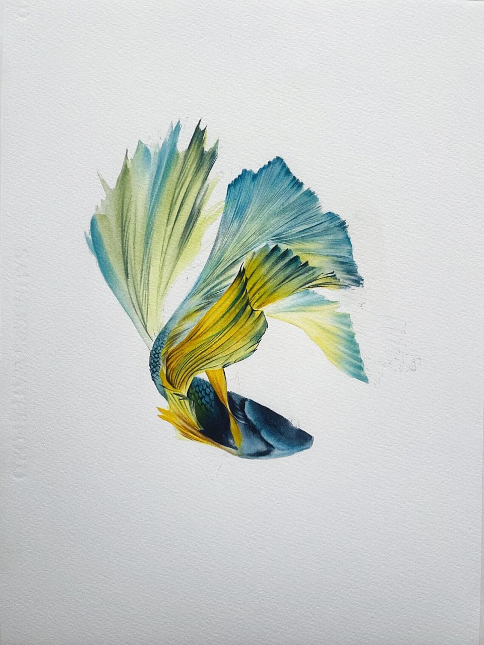 水彩斗鱼丨如海风般飘逸丨附全过程图 ps:这次的斗鱼配色妳们喜欢咩