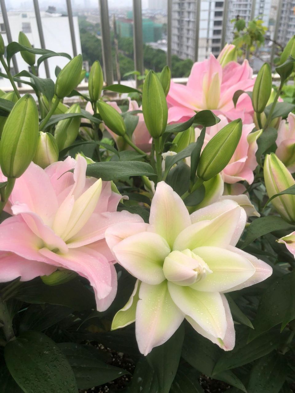 重瓣百合———伊迪莎 满满的一个个跟小灯泡一样的花苞陆续打开了