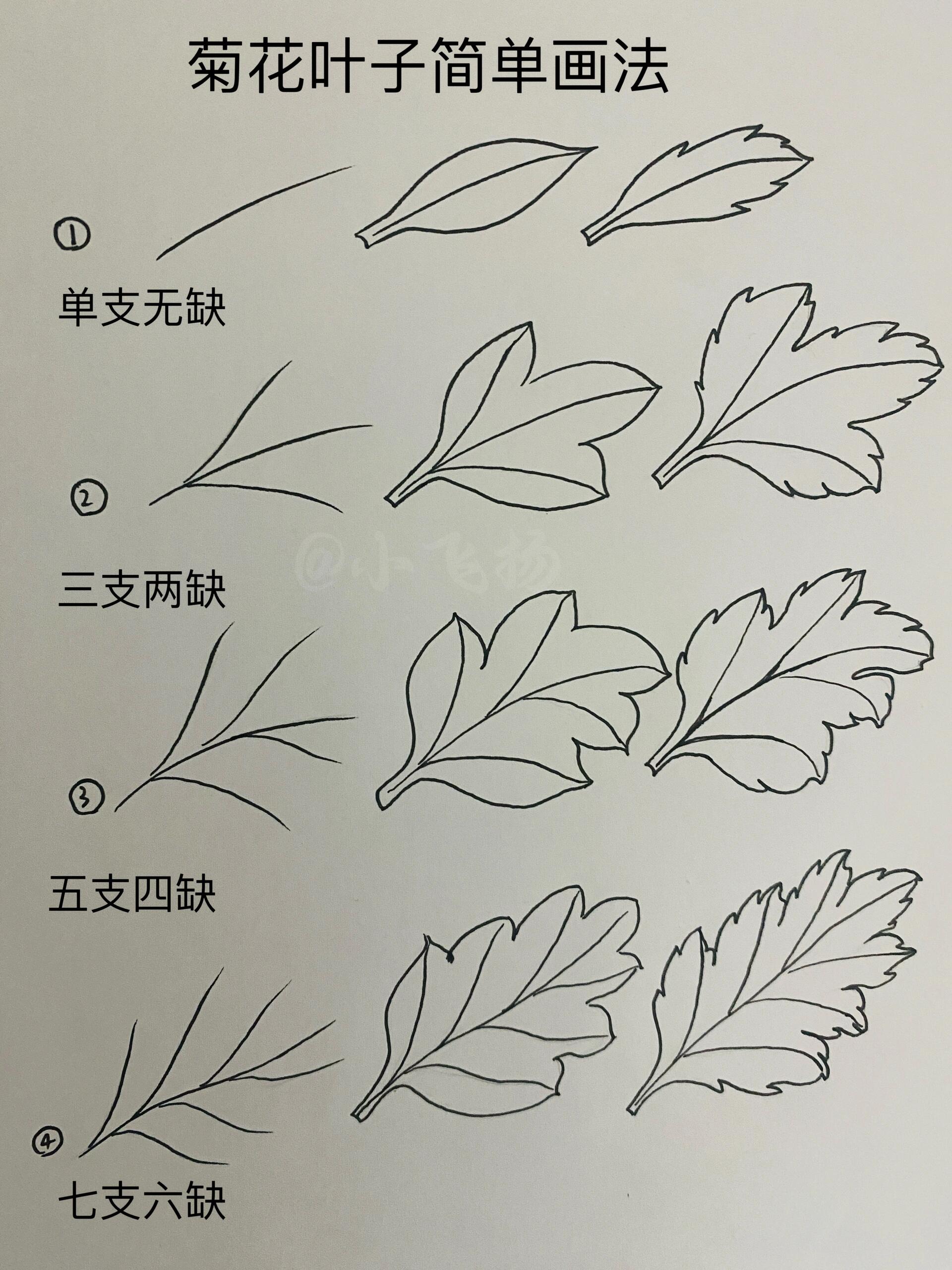 分享零基础菊花叶子的画法和多角度练习