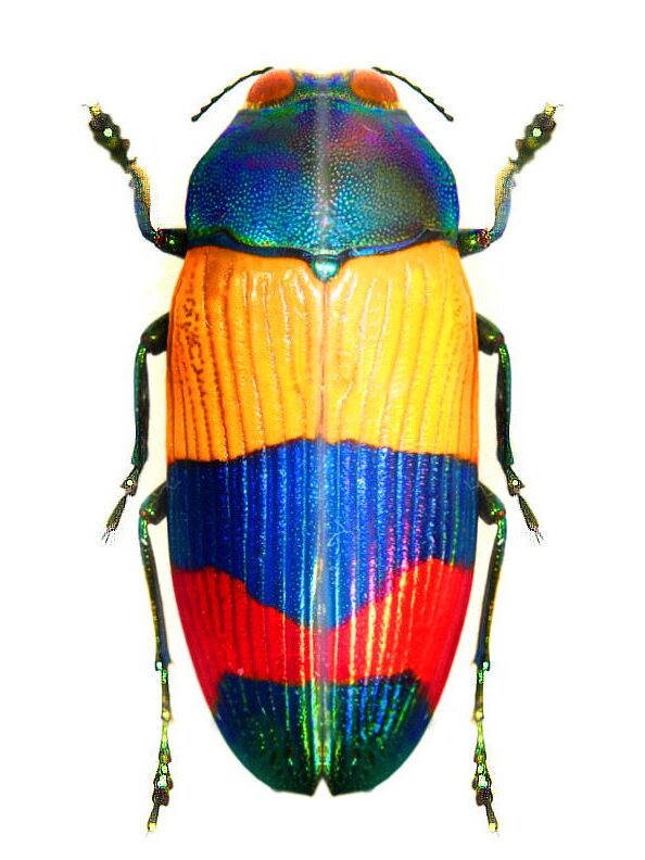 的吉丁科昆虫 吉丁虫科(学名:buprestidae)是昆虫纲鞘翅目的一科甲虫
