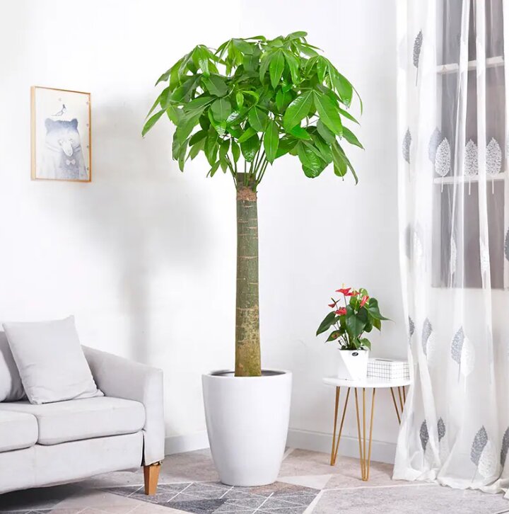 室内绿植摆放布置全科普 绿色植物不但是简单的装饰品,还可以净化室内