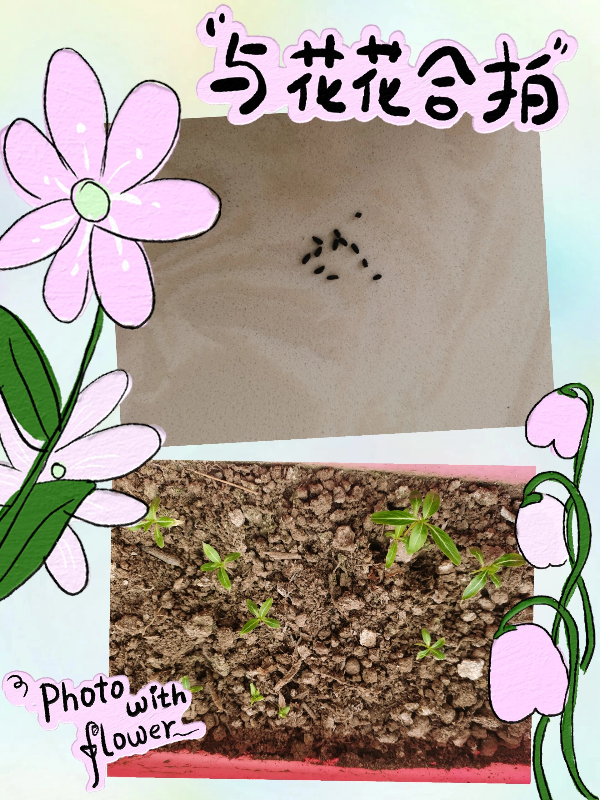 长春花种子种植方法