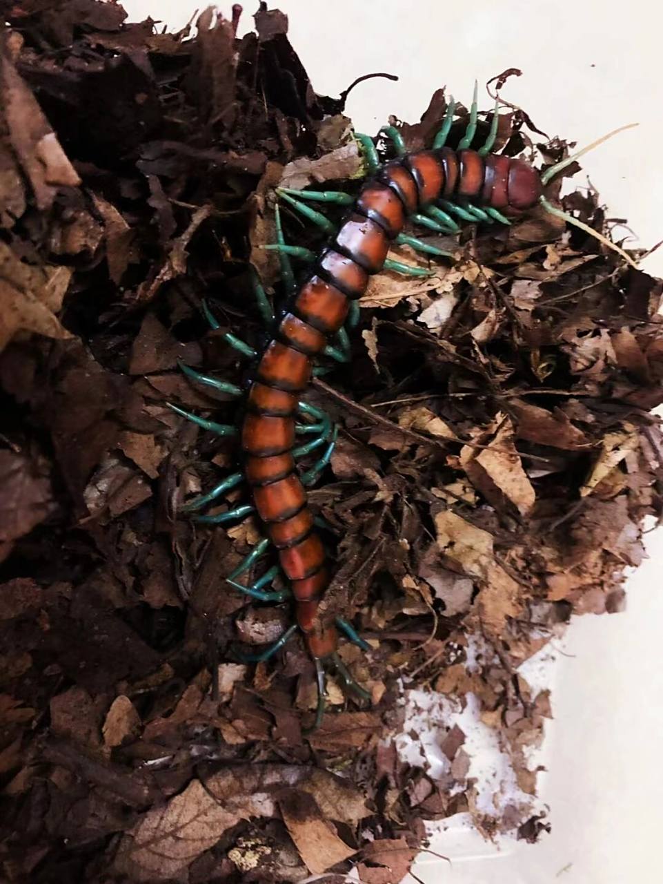 薄荷蓝脚蜈蚣  薄荷蓝脚蜈蚣