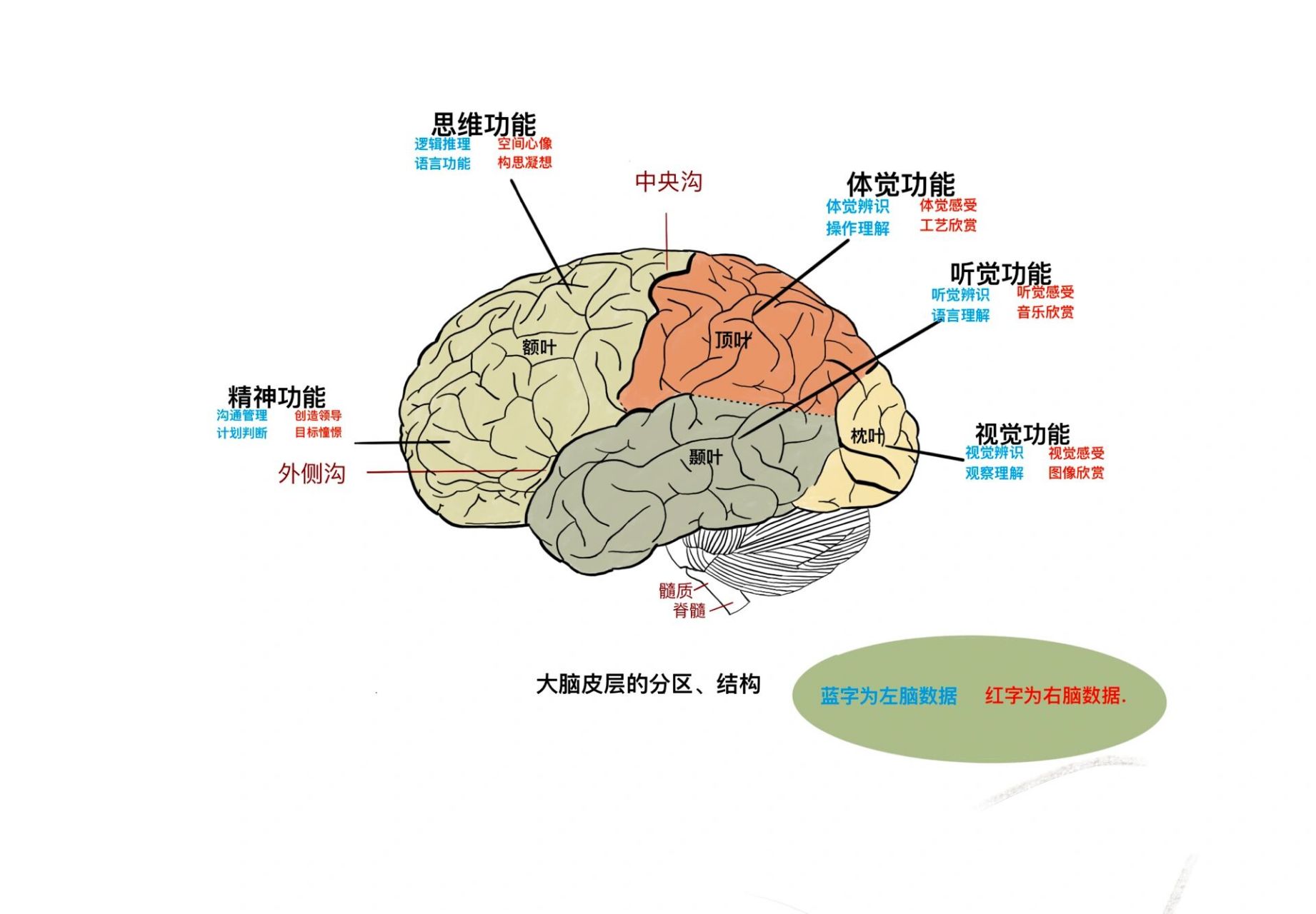 大脑语言中枢分布图图片