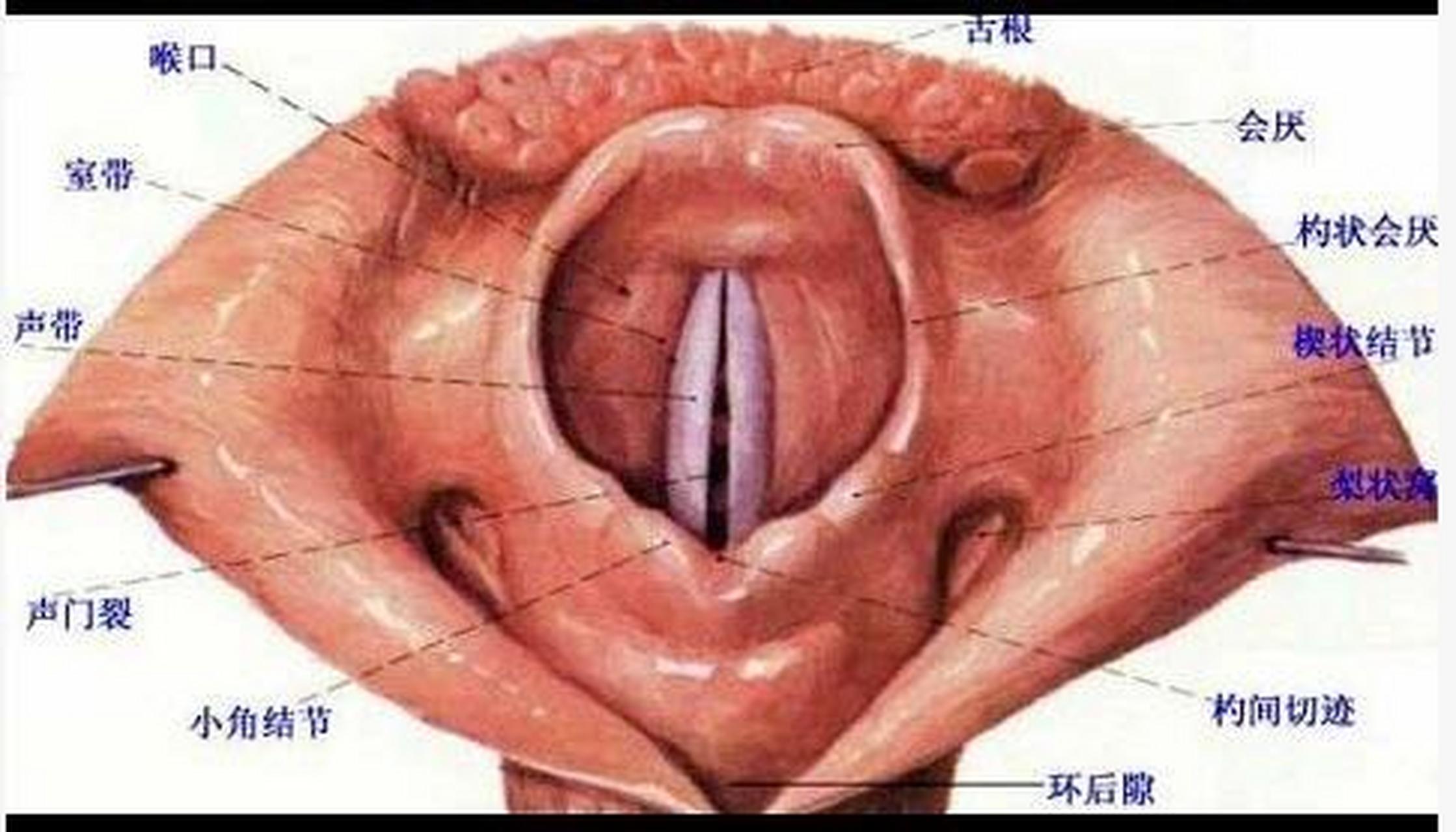 考研/运动解剖学/声门裂 73位置:位于两侧声襞与杓状软骨基底部之间
