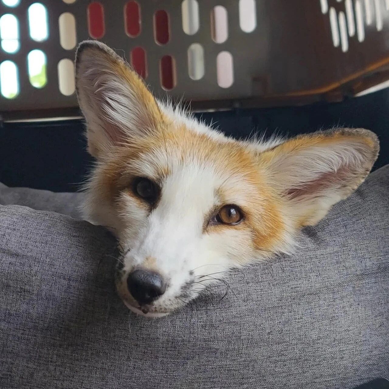 熊猫狐,又叫红大理石狐 red marble fox/红花熊猫狐/金大理石狐gold