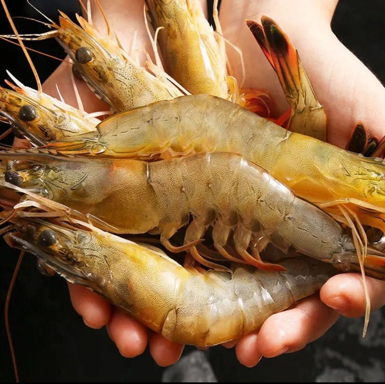 厄瓜多尔南美白虾一只18cm真的很好吃!