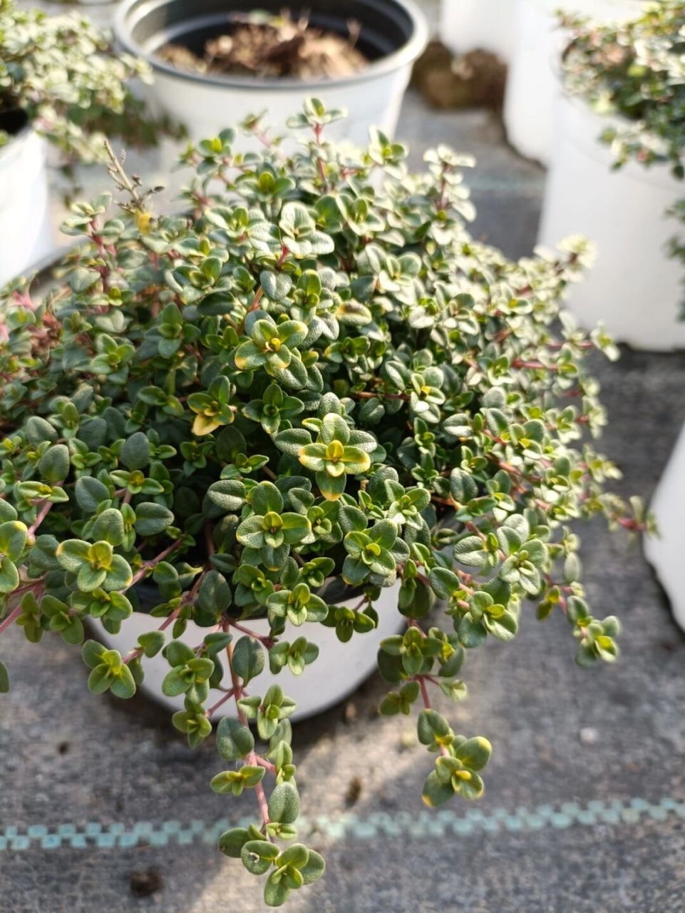 山谷晨光百里香|生活中的小美好 听这个百里香品种的名字就很美95