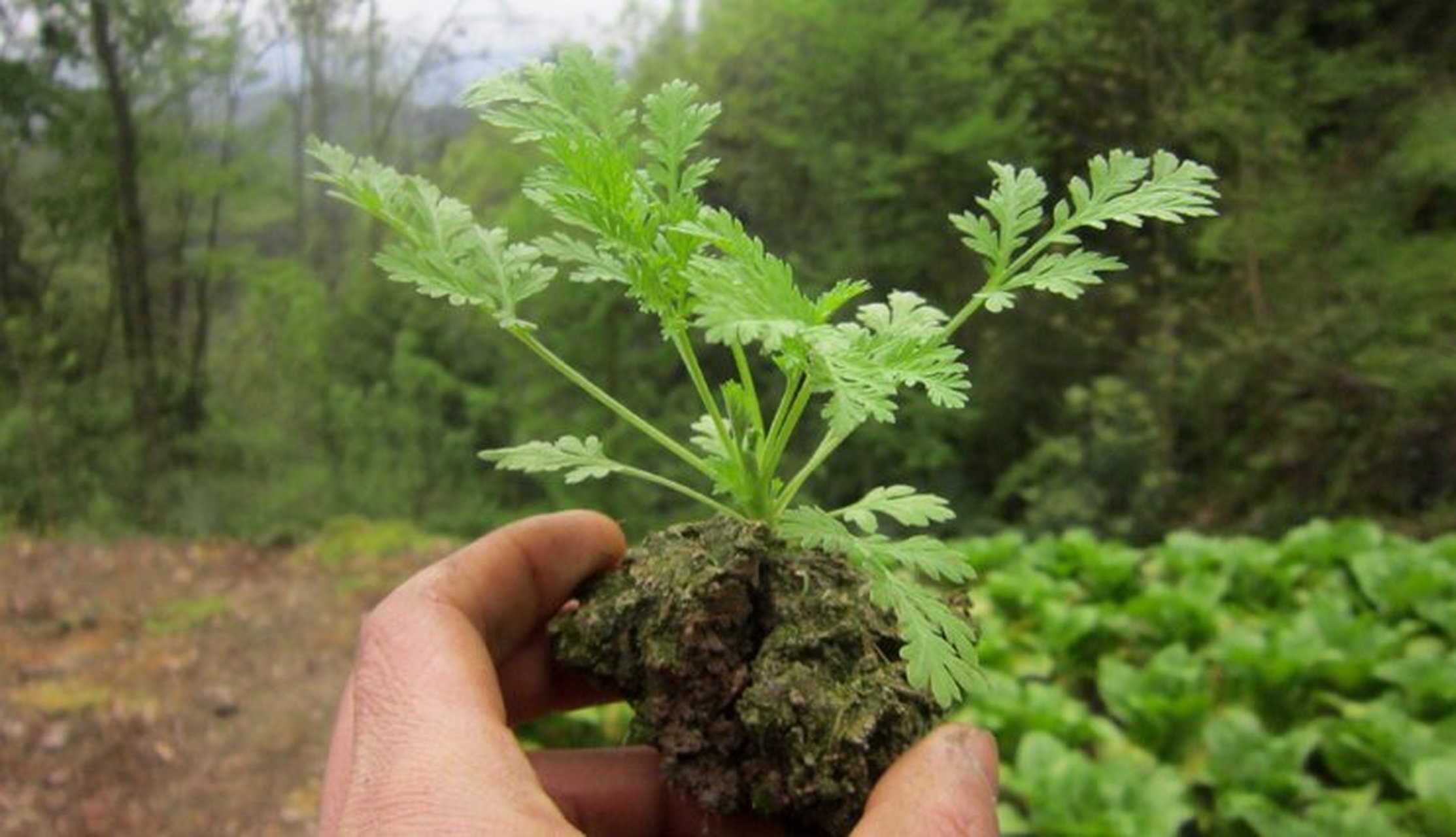 苦蒿植物图片图片