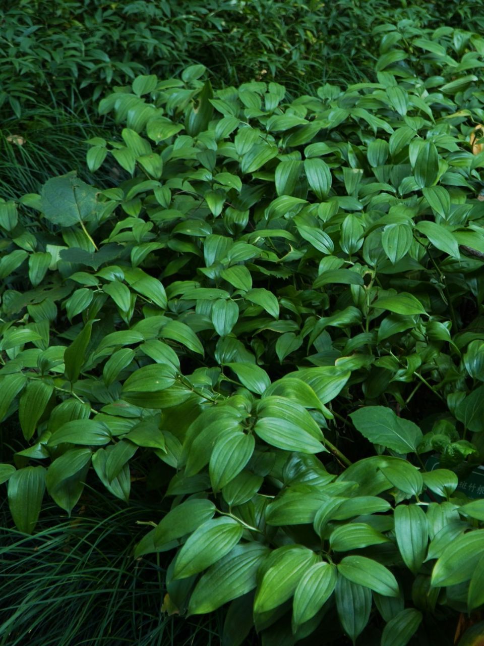 耐阴植物(四) 散斑竹根七 散斑竹根七02 disporopsis aspersa 94