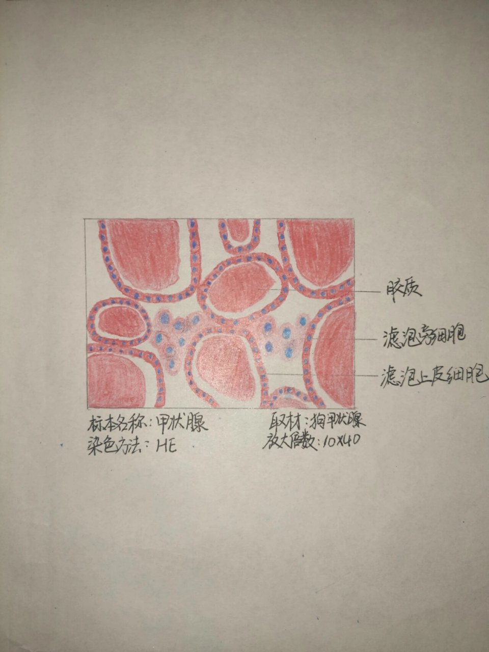 组胚红蓝铅笔-甲状腺