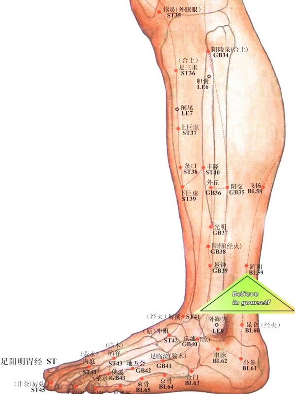 付阳,附阳穴.名解:跗,脚背也.阳,阳气也.