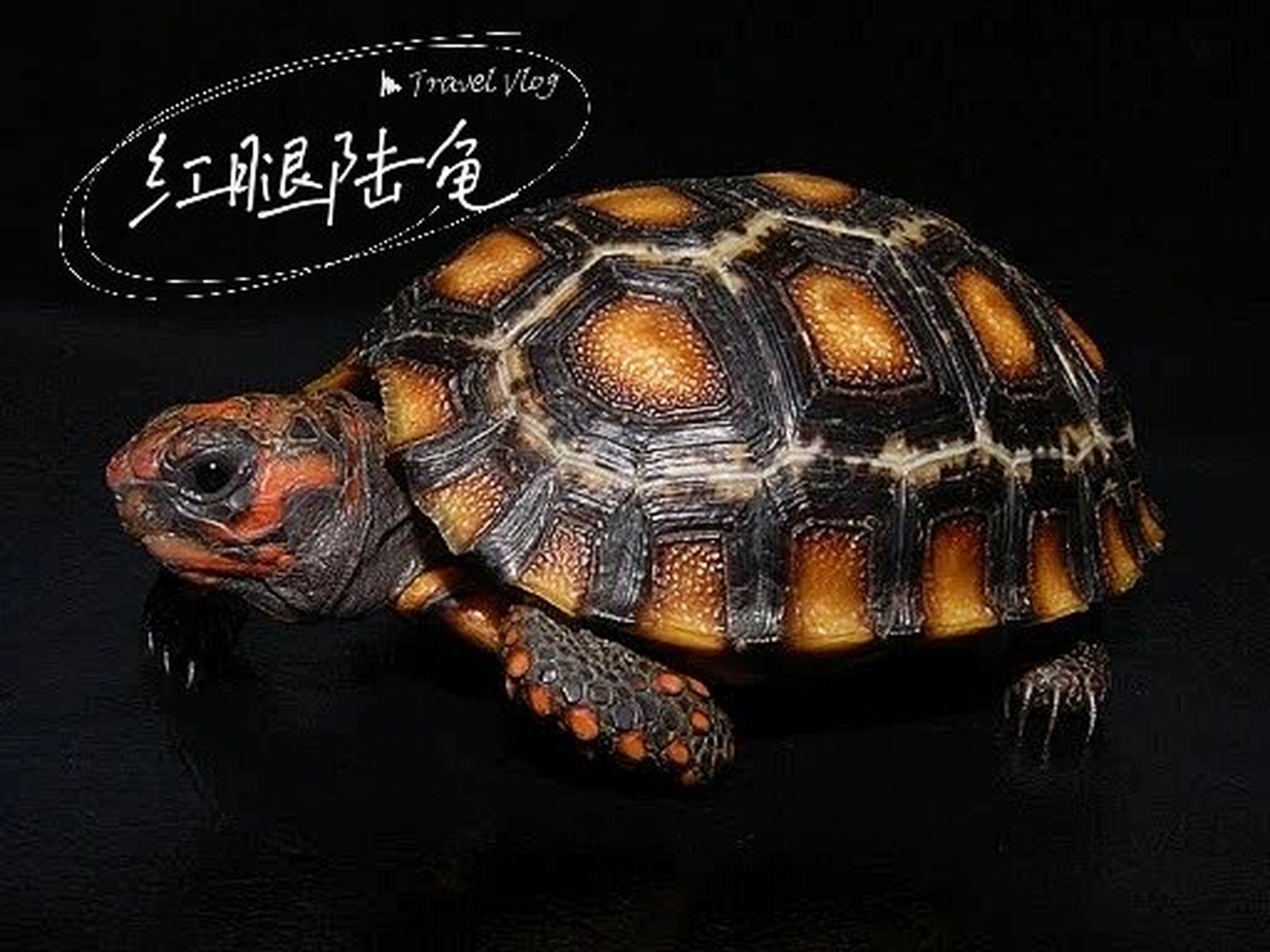 红腿陆龟丨黑衣红腿南美绅士 红腿陆龟学名:chelonoidis carbonaria