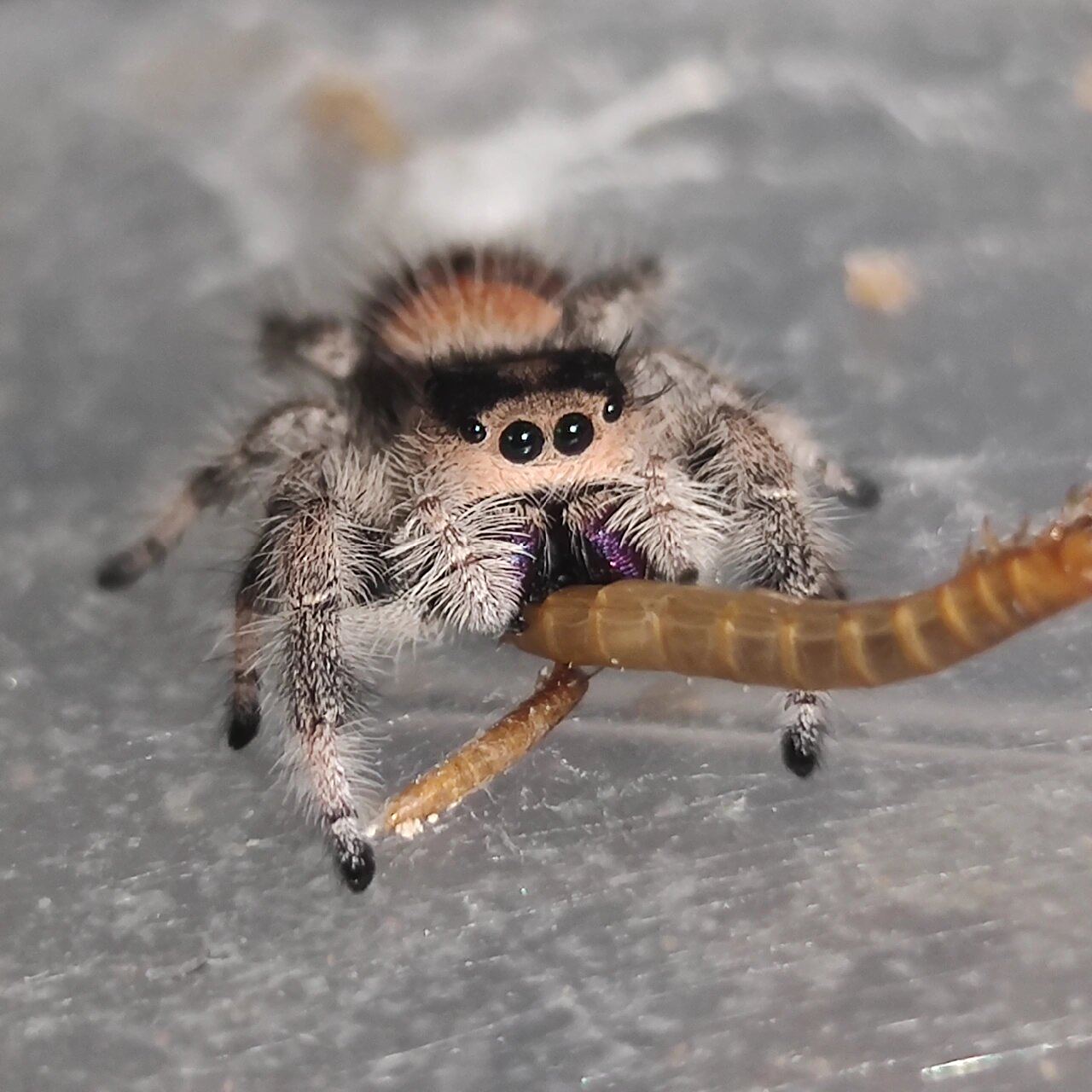 橙佛跳蛛|她会抱着虫虫吃饭哎!可爱昏了!