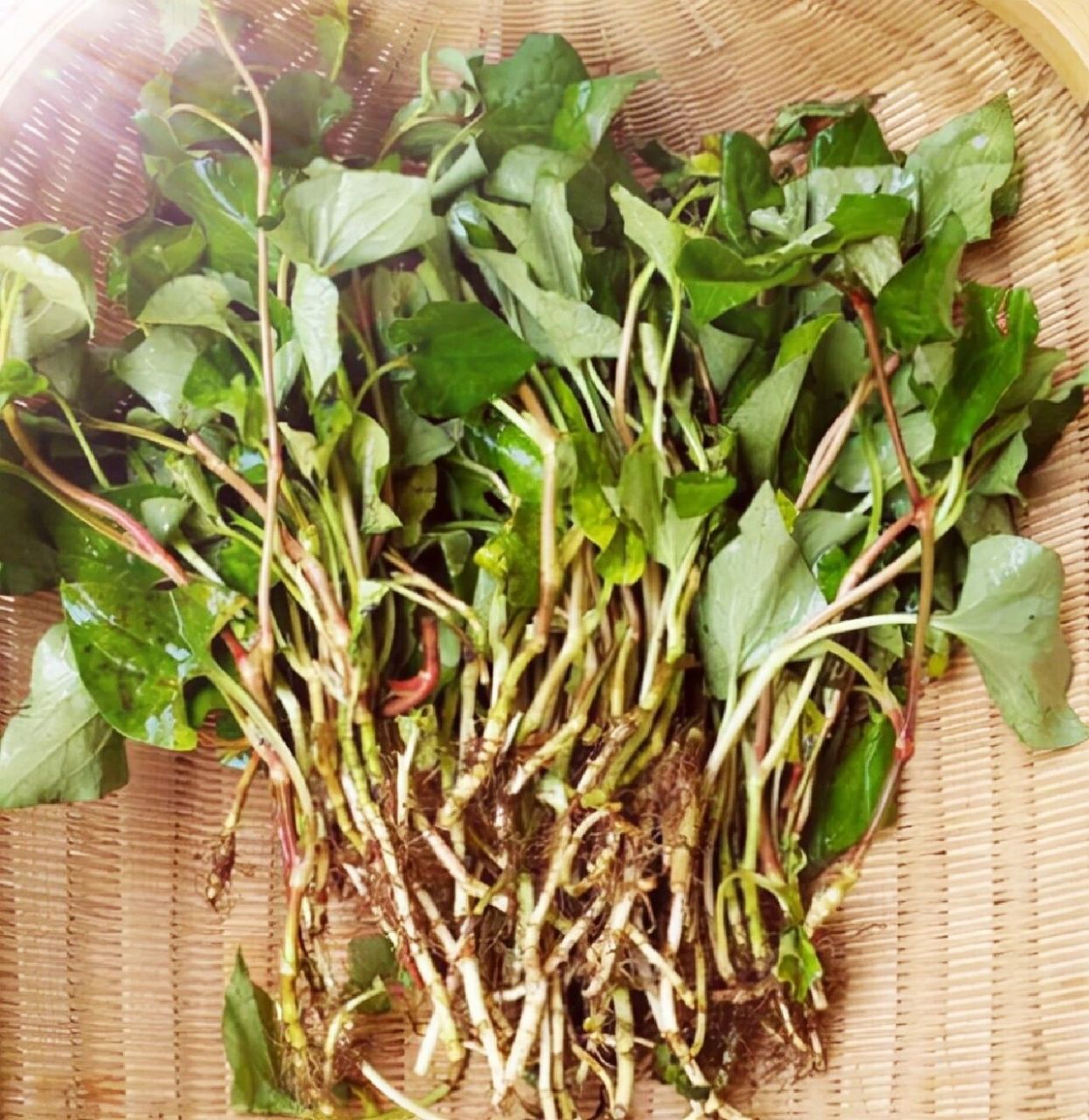 野菜知识74鱼腥草 鱼腥草,又名蕺儿菜,折耳根,侧耳根,猪鼻孔,蕺菜.