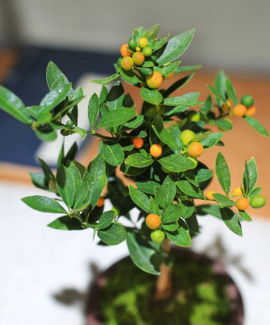 金豆挂果期长,一般从11月初挂果直至第二年5月,黄灿灿的果实挂满枝头