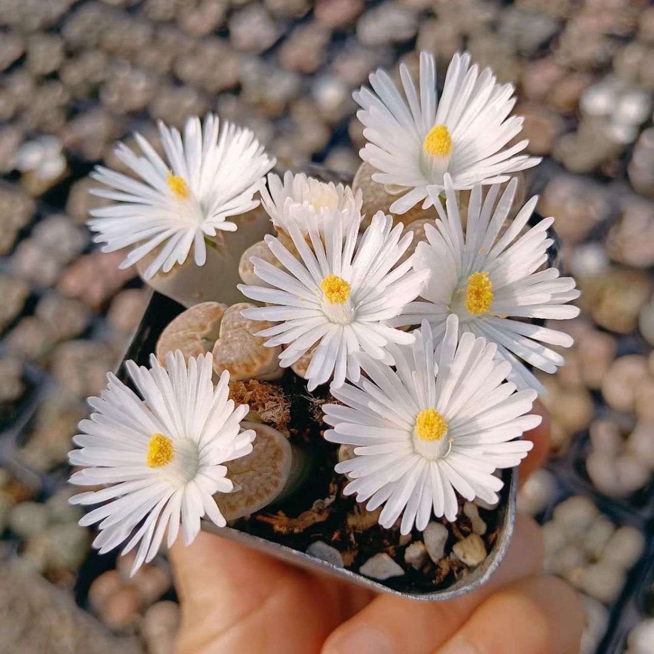 生石花又名屁股花 生石花又名屁股花,石竹目番杏科生石花属生石花原产