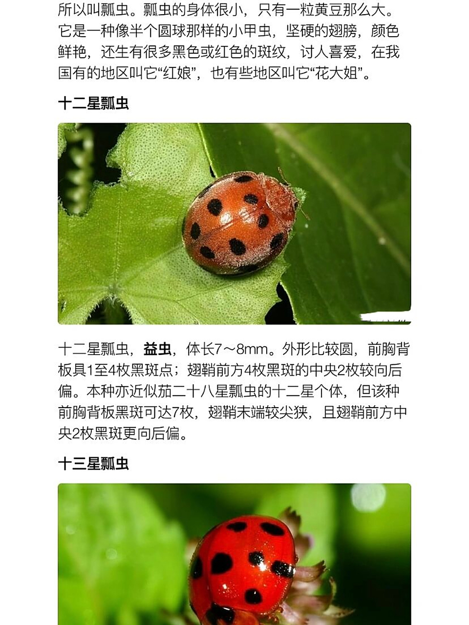 如何分辨瓢虫的好坏 图没发完,拼起来的长图发出来又糊糊的,想要完整