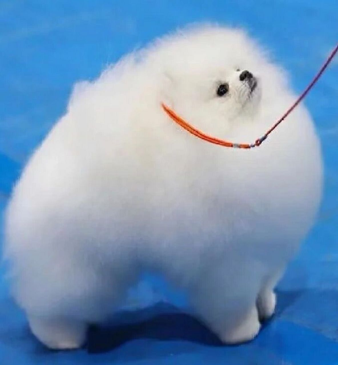 如何挑到球形博美? 1.