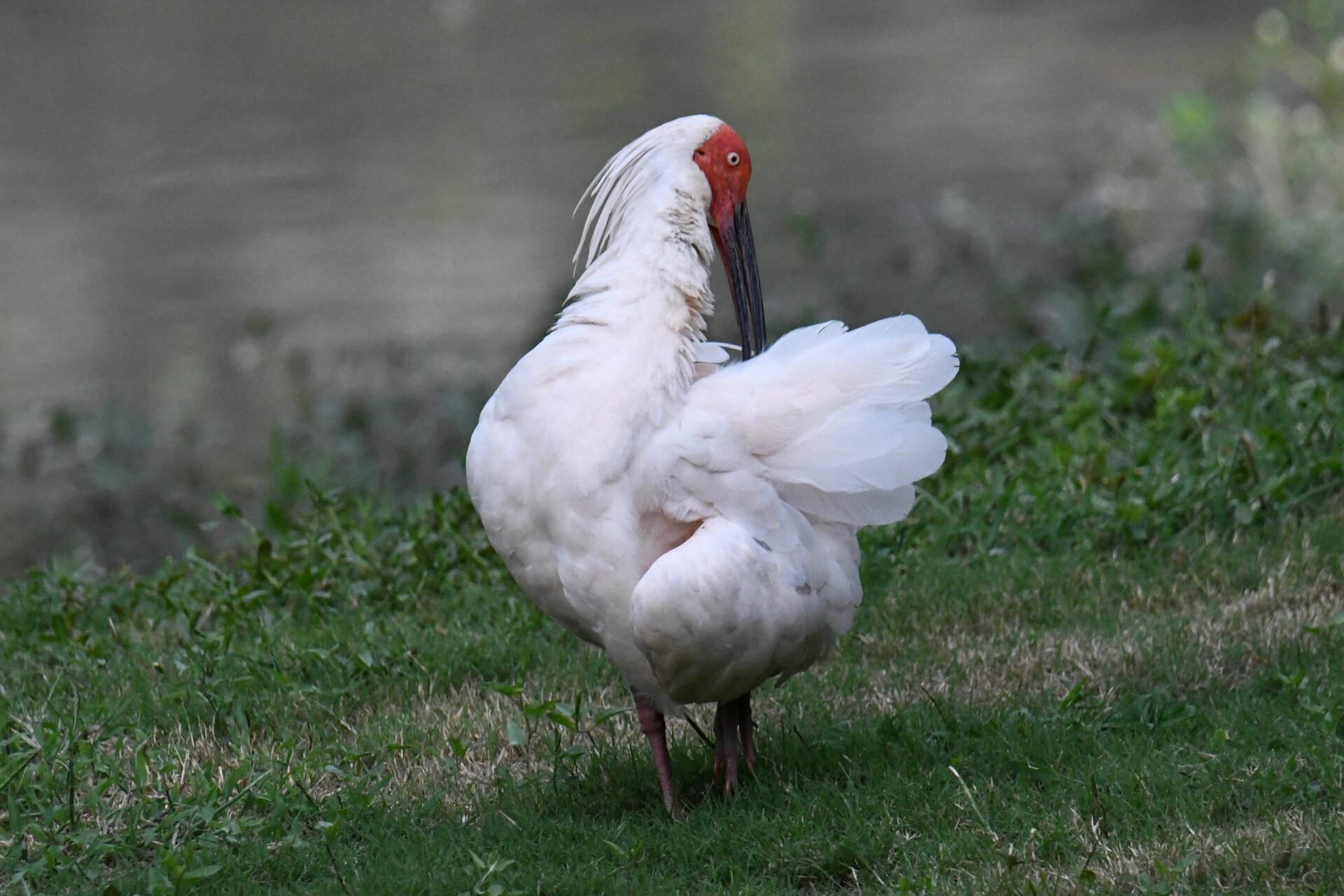 到达洋县之后导航去朱鹮生态园,下午六点关门,门票40元,里面有观鸟台