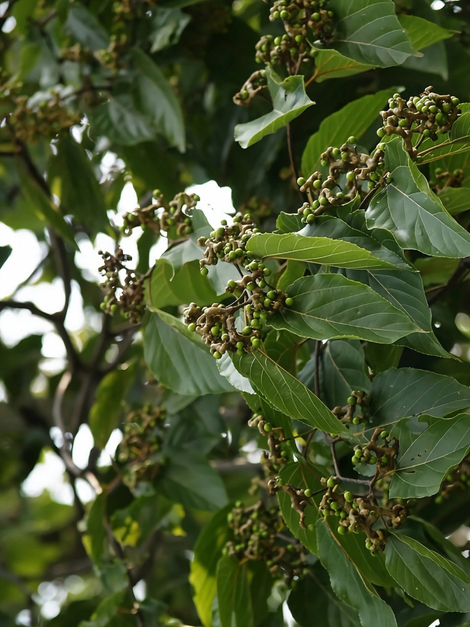 秋日野果 | 找不回的童年记忆,果实形似鸡爪 拐枣专业名一般称作"枳椇