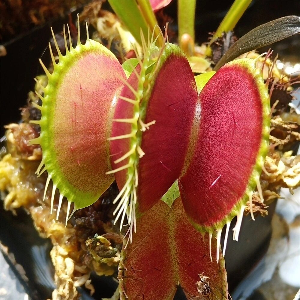 99每天认识一款植物——捕蝇草