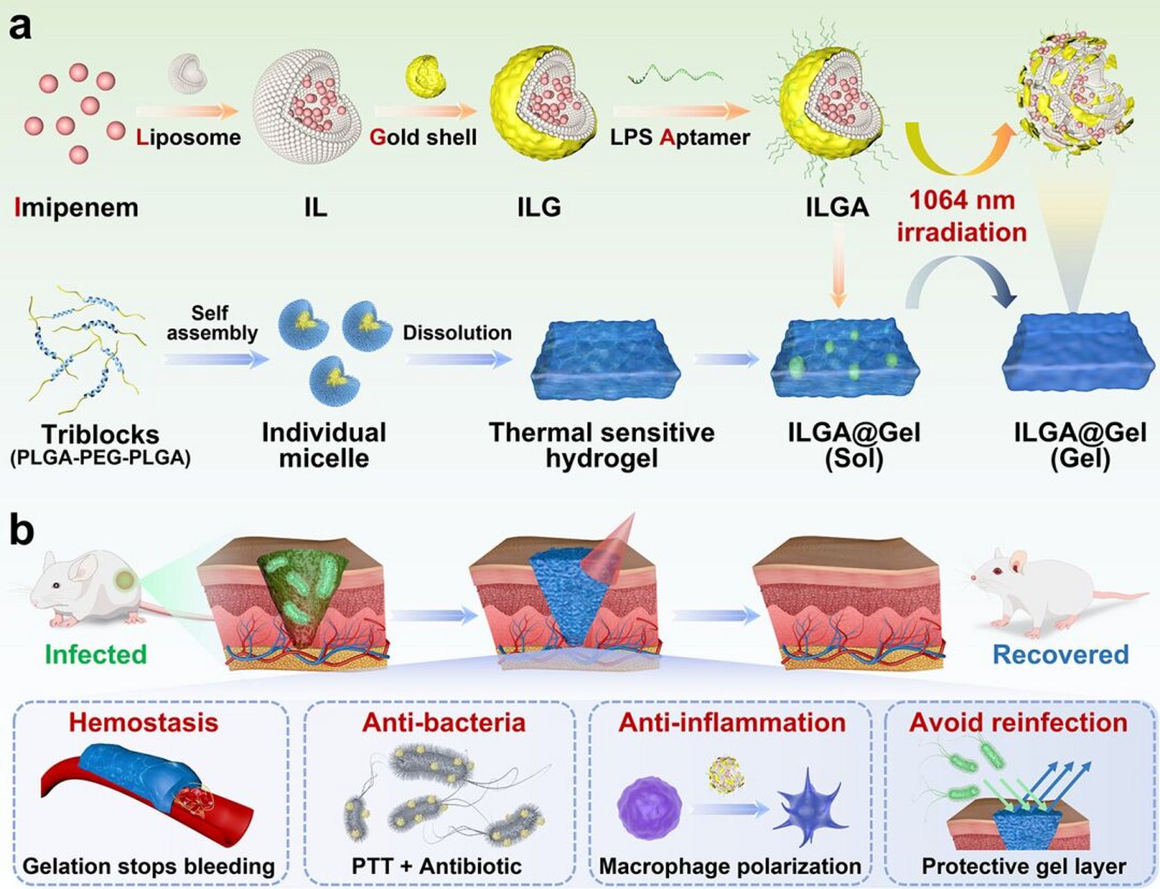 plga-peg-plga 通过将ilga与热敏水凝胶聚(乳酸-乙醇酸共聚物)-聚乙二
