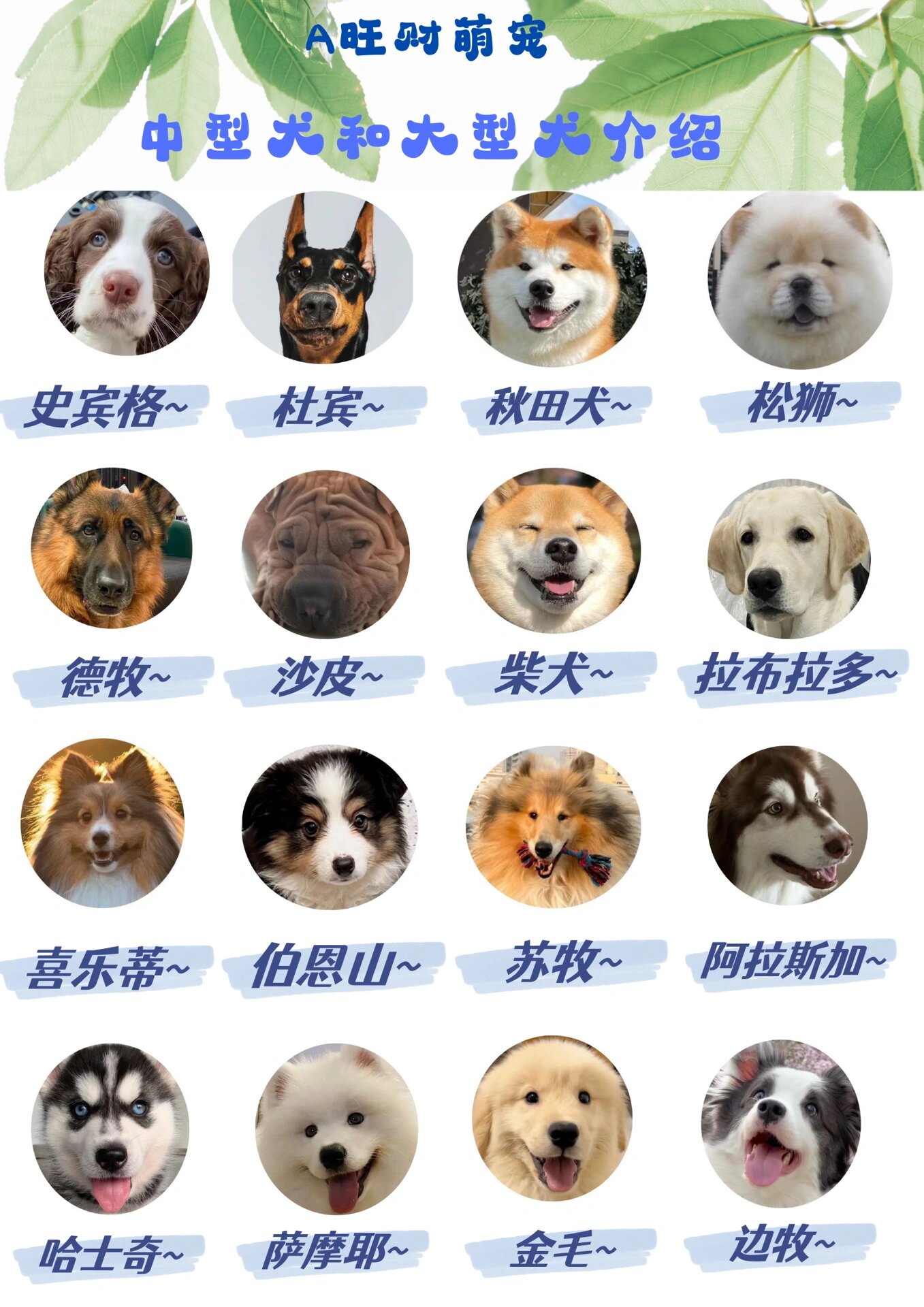 犬类品种大全 最大图片