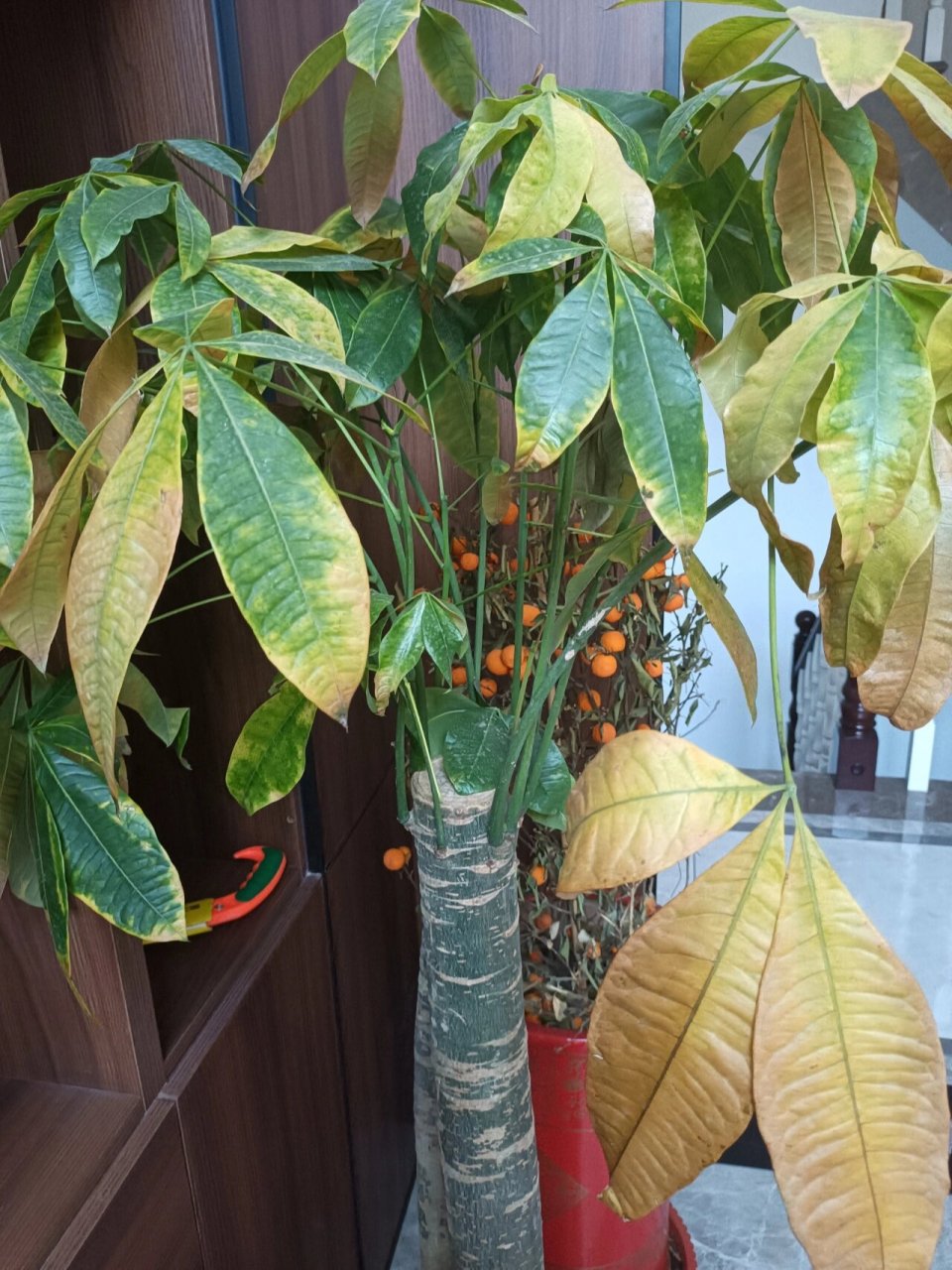 发财树发黄是为啥啊 是水浇多了嘛 发财树后面是一颗已经死掉的桔子树