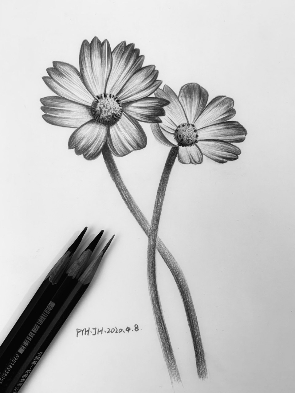 素描简单漂亮花朵美术图片
