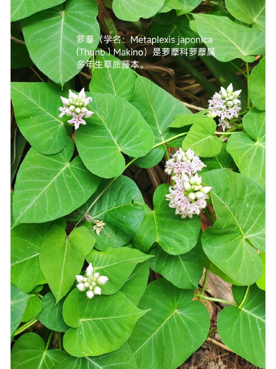 萝藦——北京常见植物