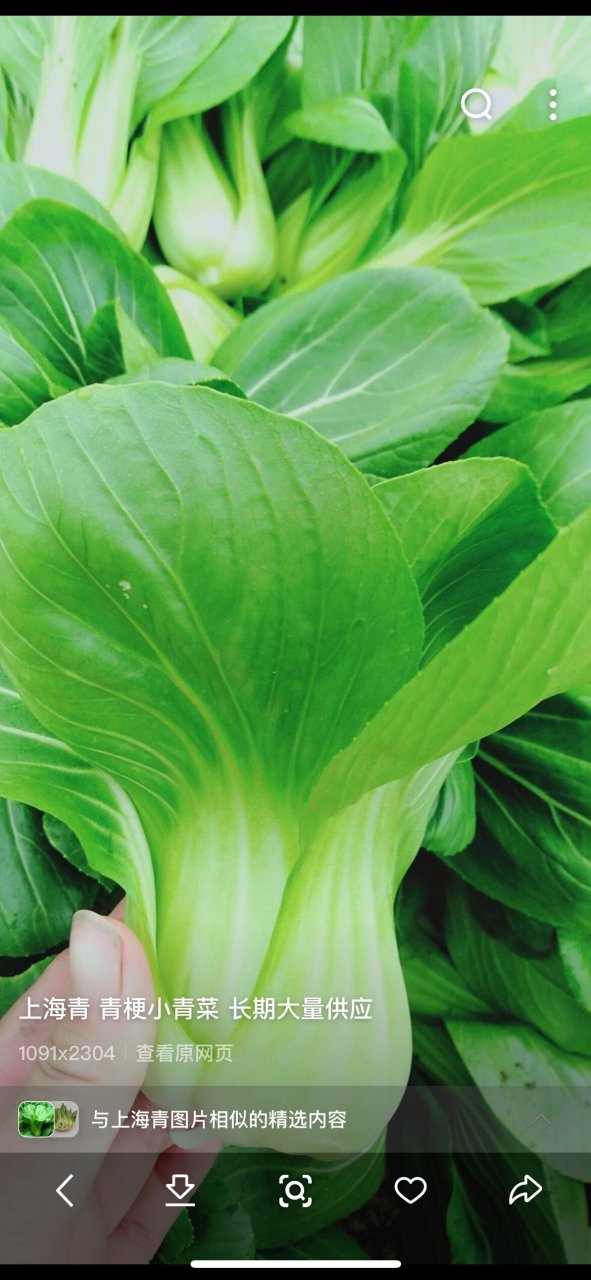 上海青和油菜是同一种蔬菜 答案当然不是了.
