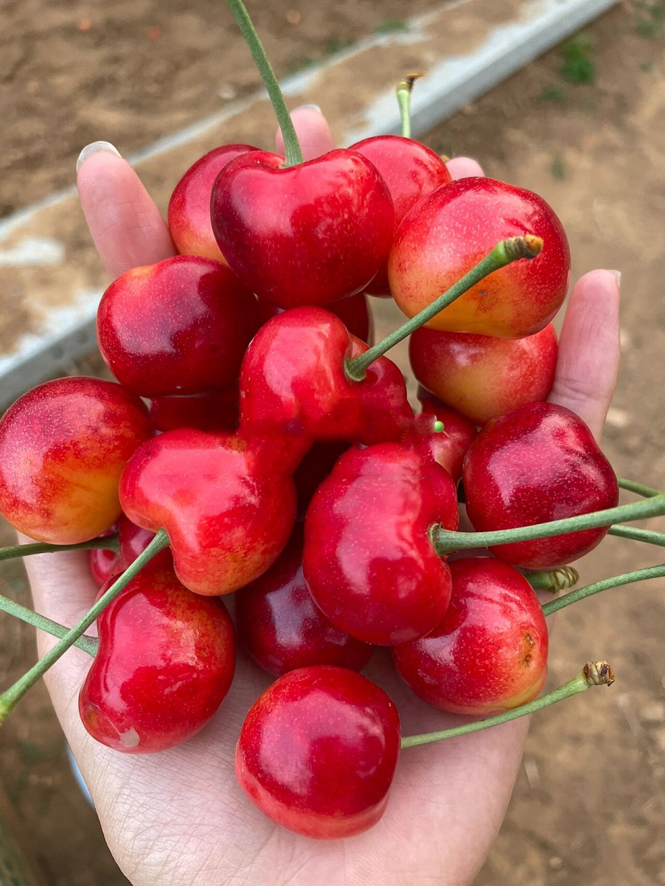 正宗大连雷尼大樱桃 给想要了解雷尼及更多其他品种的小伙伴们的小