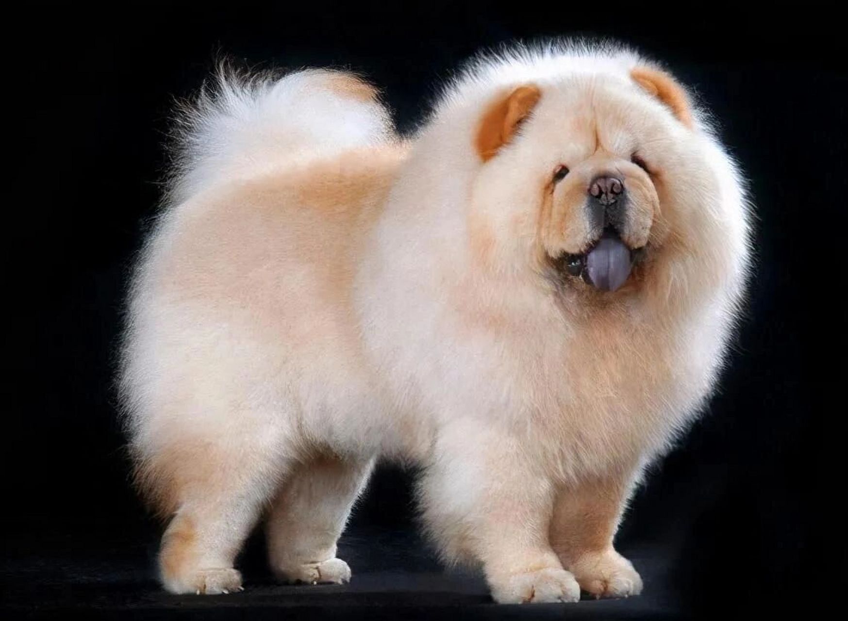 松狮犬 推荐饲养指数:282 	 饲养条件:北方,气温偏低的地区,或者