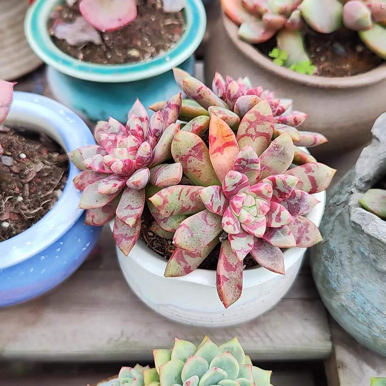 乌拉克拉  5.血燕  6.血滴子 7.罗绮  8.丝绸面纱  9.天鹅绒