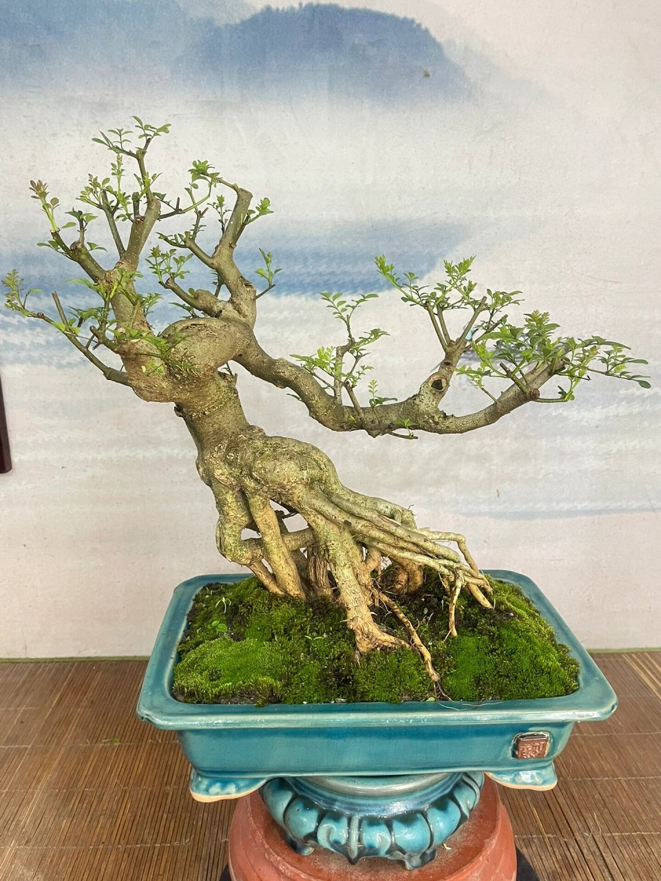 提根矮霸造型老桩对节白蜡盆景 盆景之王,养殖方便,有意的朋友,私聊