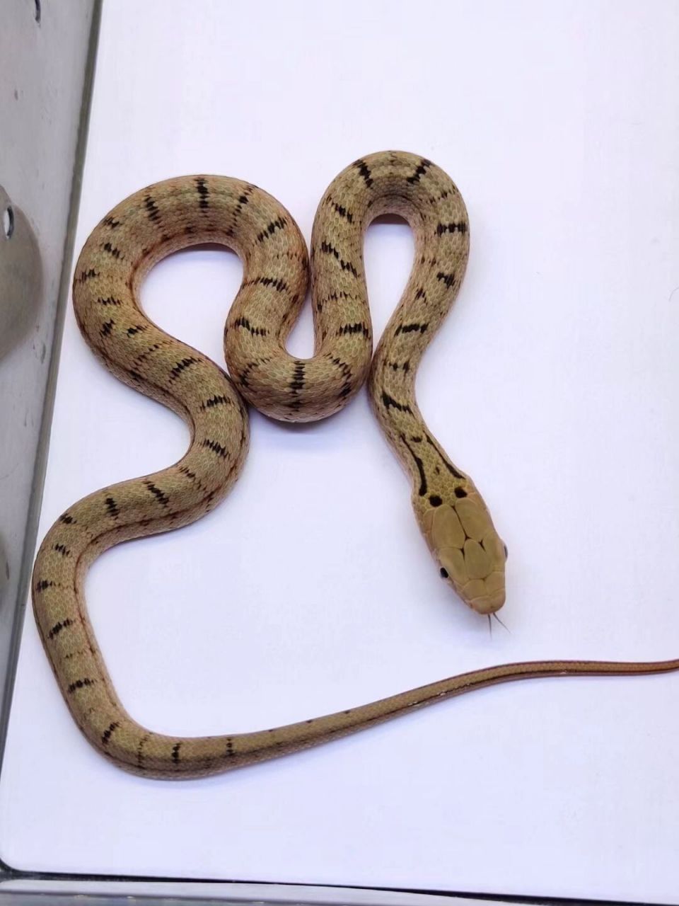 王锦蛇幼蛇图片图片
