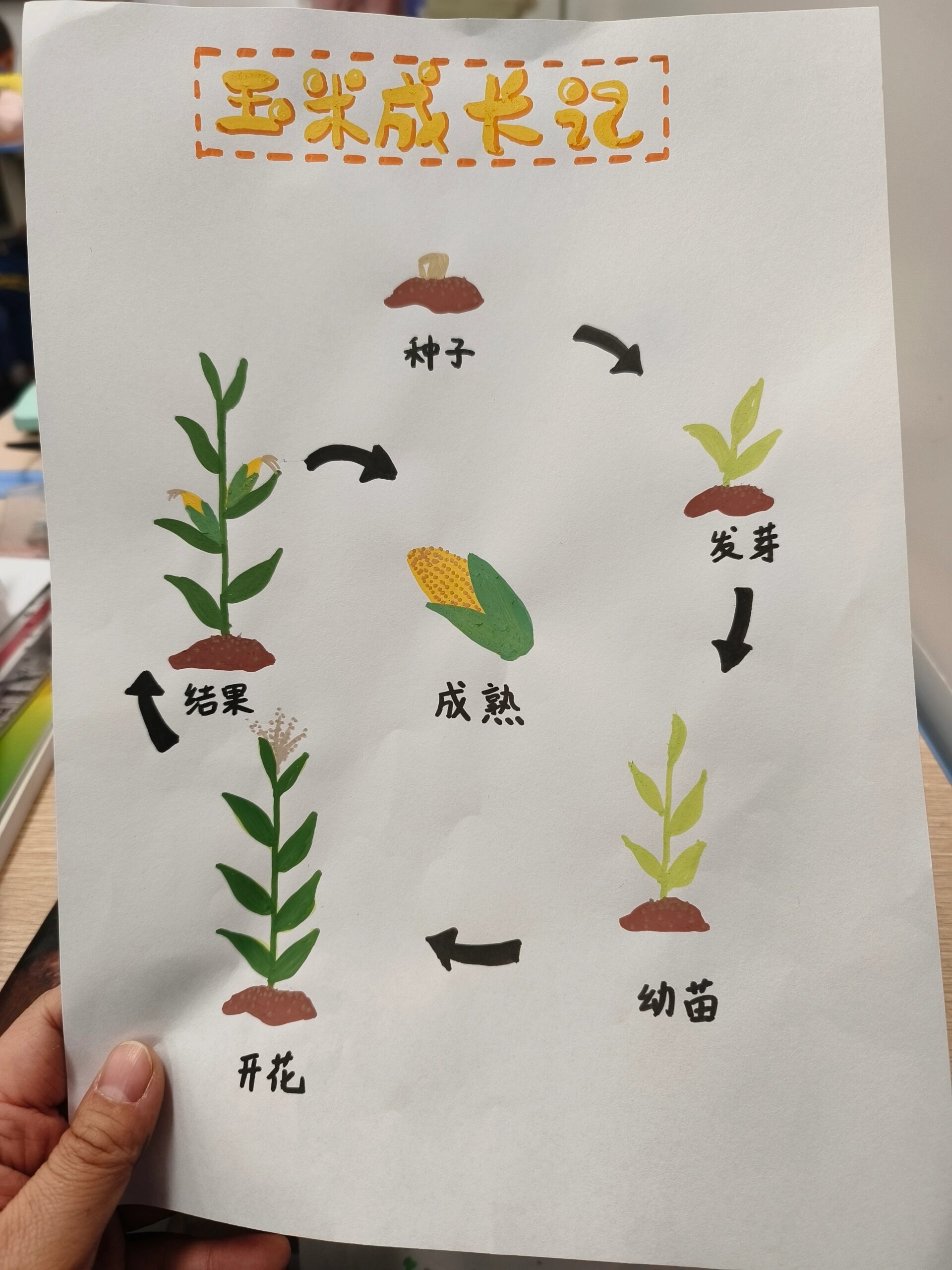 玉米生长简笔画