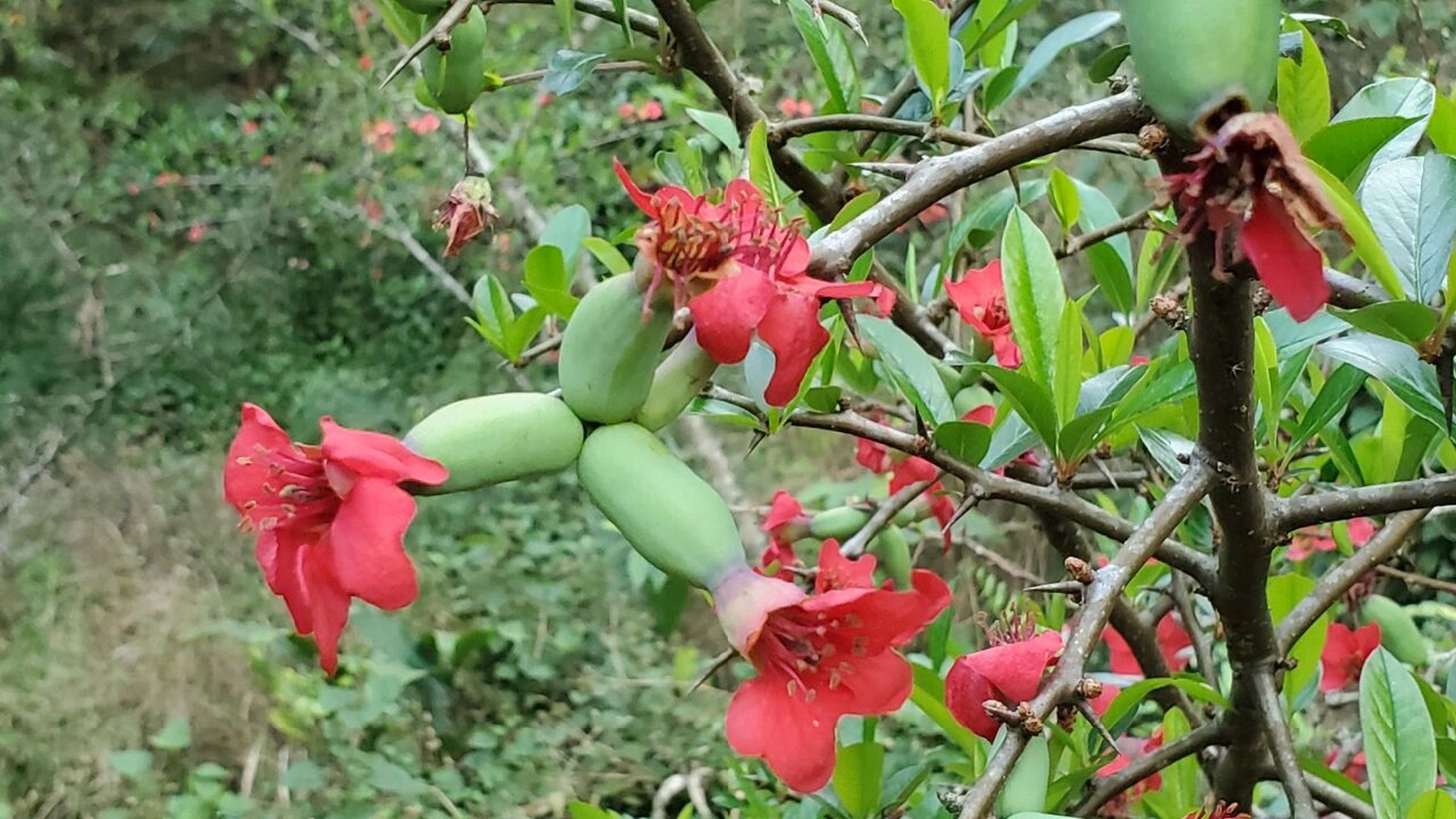 酸木瓜花图片