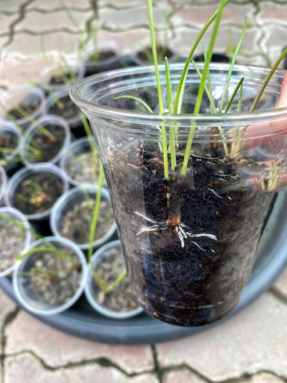 定了马蹄/荸荠苗可以拿回移栽了附种植方法 马蹄苗已经长大啦,最近的