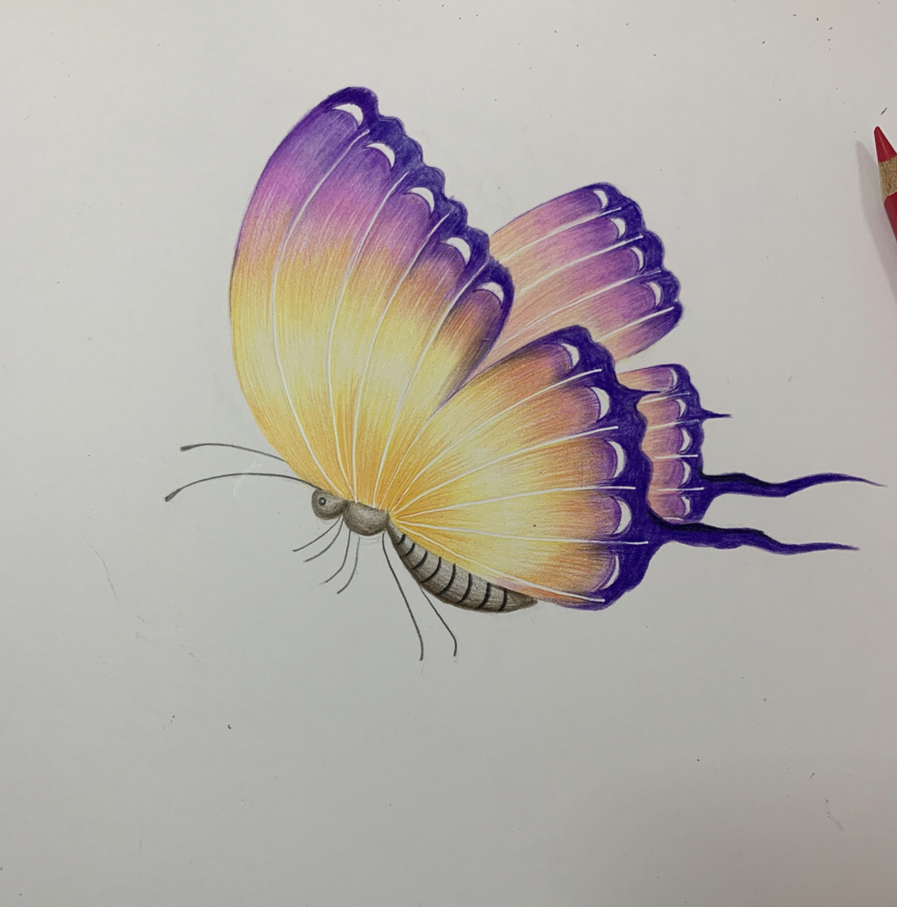 一小时快速画了一只蝴蝶03[鄙视] #彩铅