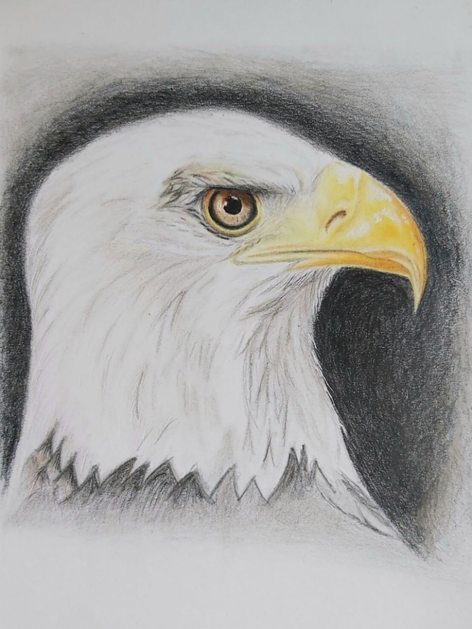 1782年6月20日,美国国会通过决议立法,选定白头海雕为美国国鸟.