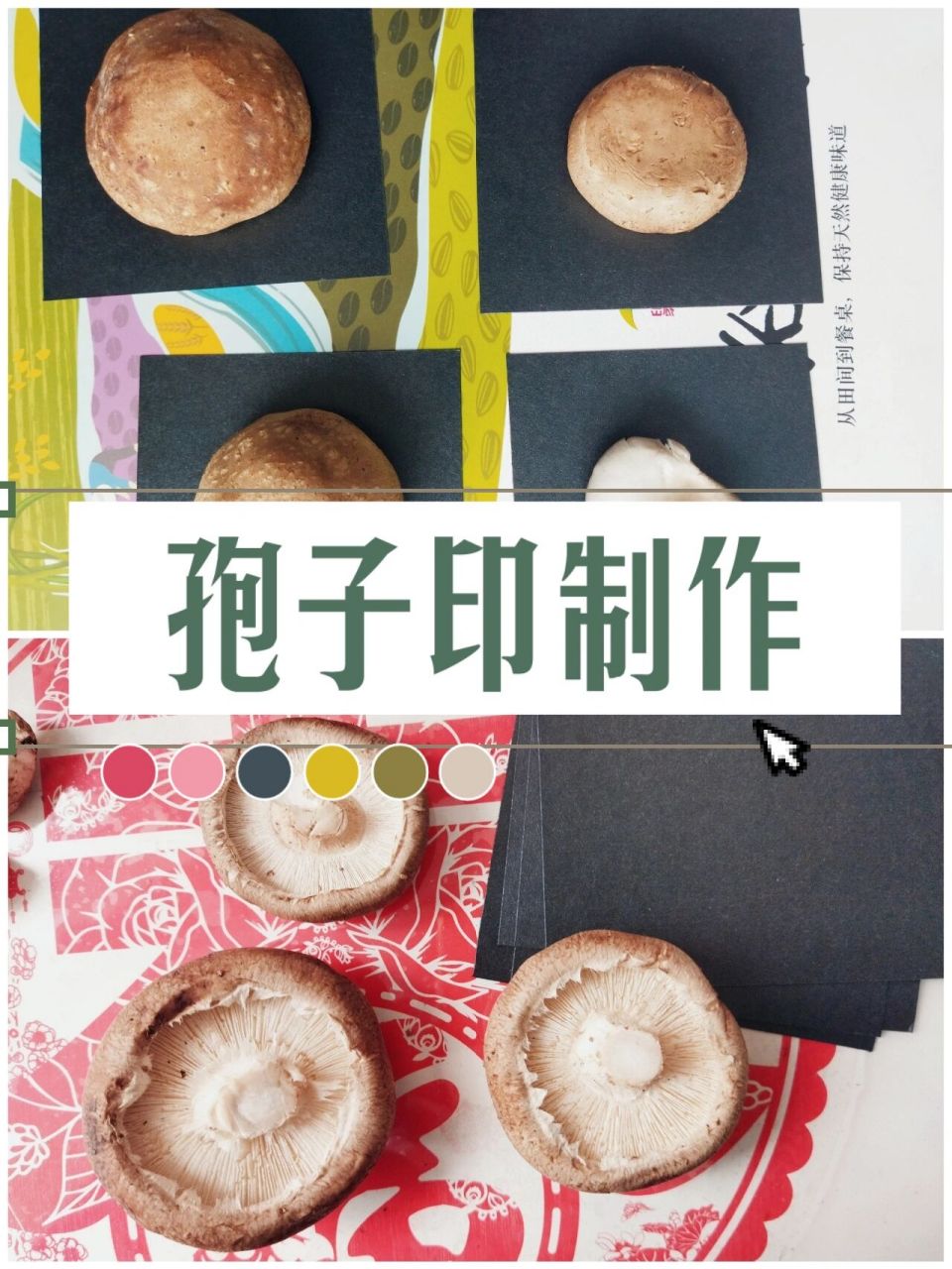 想制作孢子印明信片,没有什么经验,还是先作孢子印好啦!