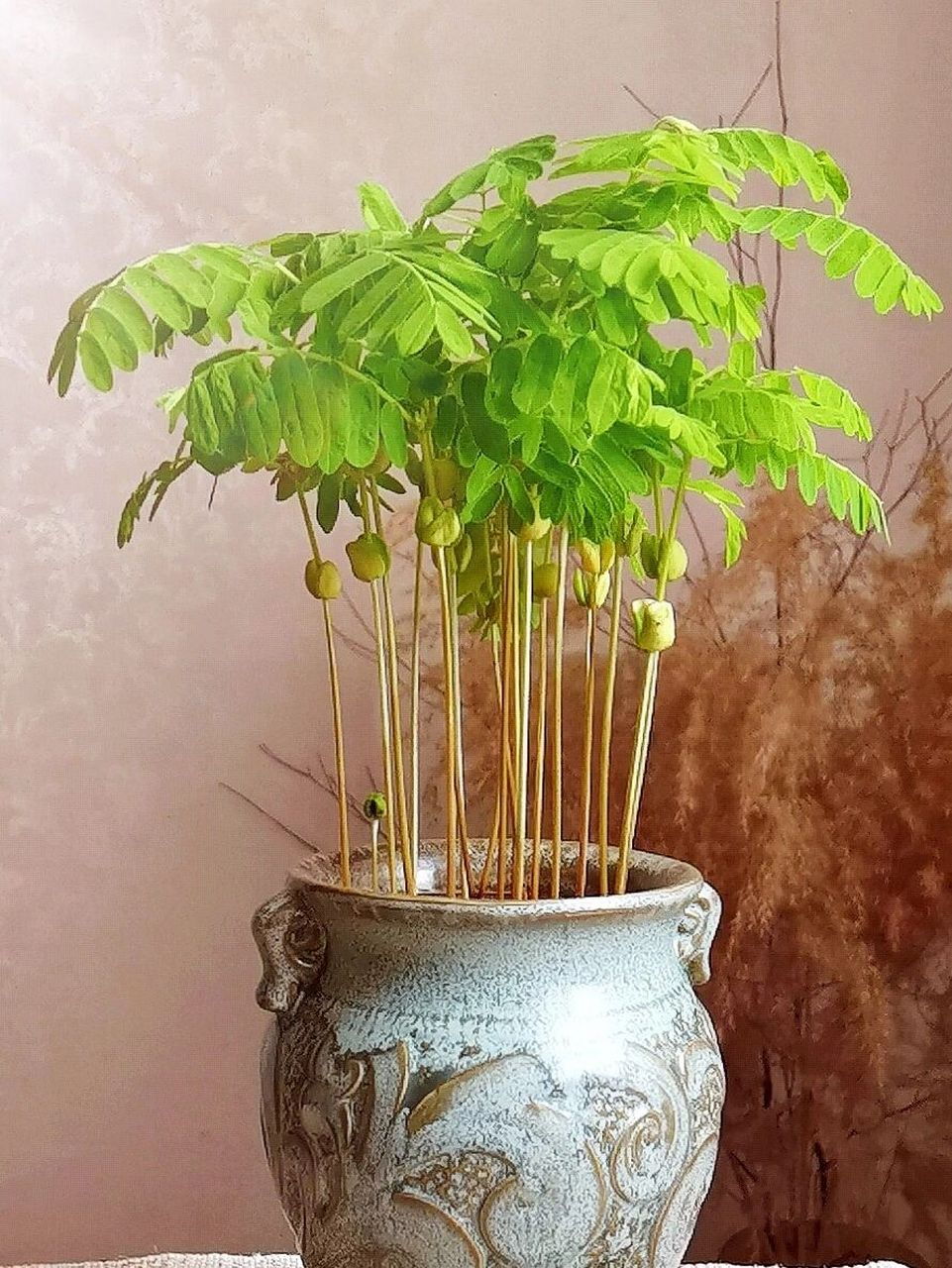 酸角种子磨破表皮. 2.泡水至膨胀,表皮脱落,此时可以直接土培. 3.